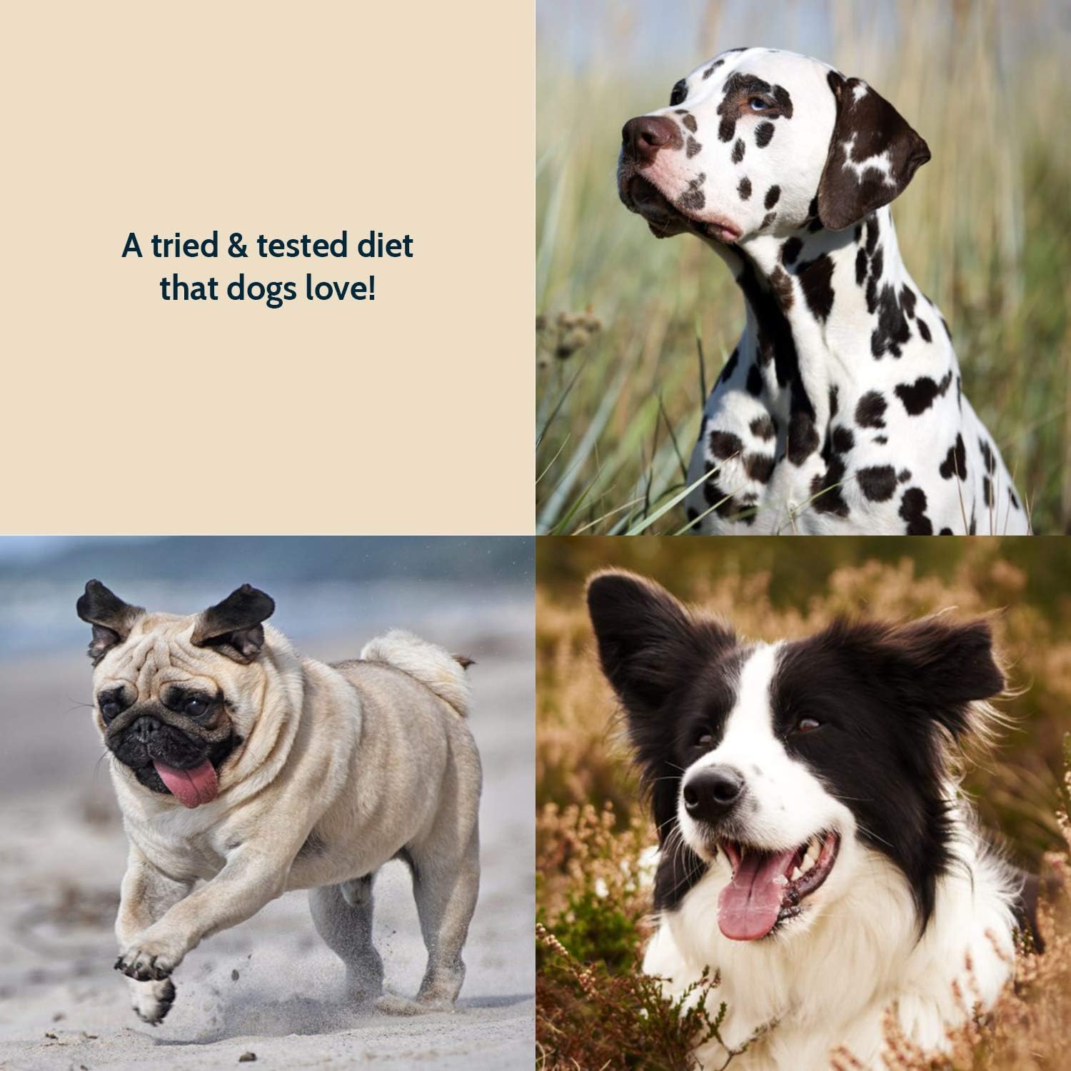 cheapest wafcol dog food