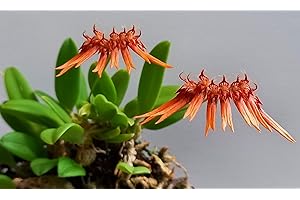 BLOOMIFY Bulbophyllum hirundinis – Rare Miniature Orchid with Bird-Like Blooms and Graceful Winged Petals