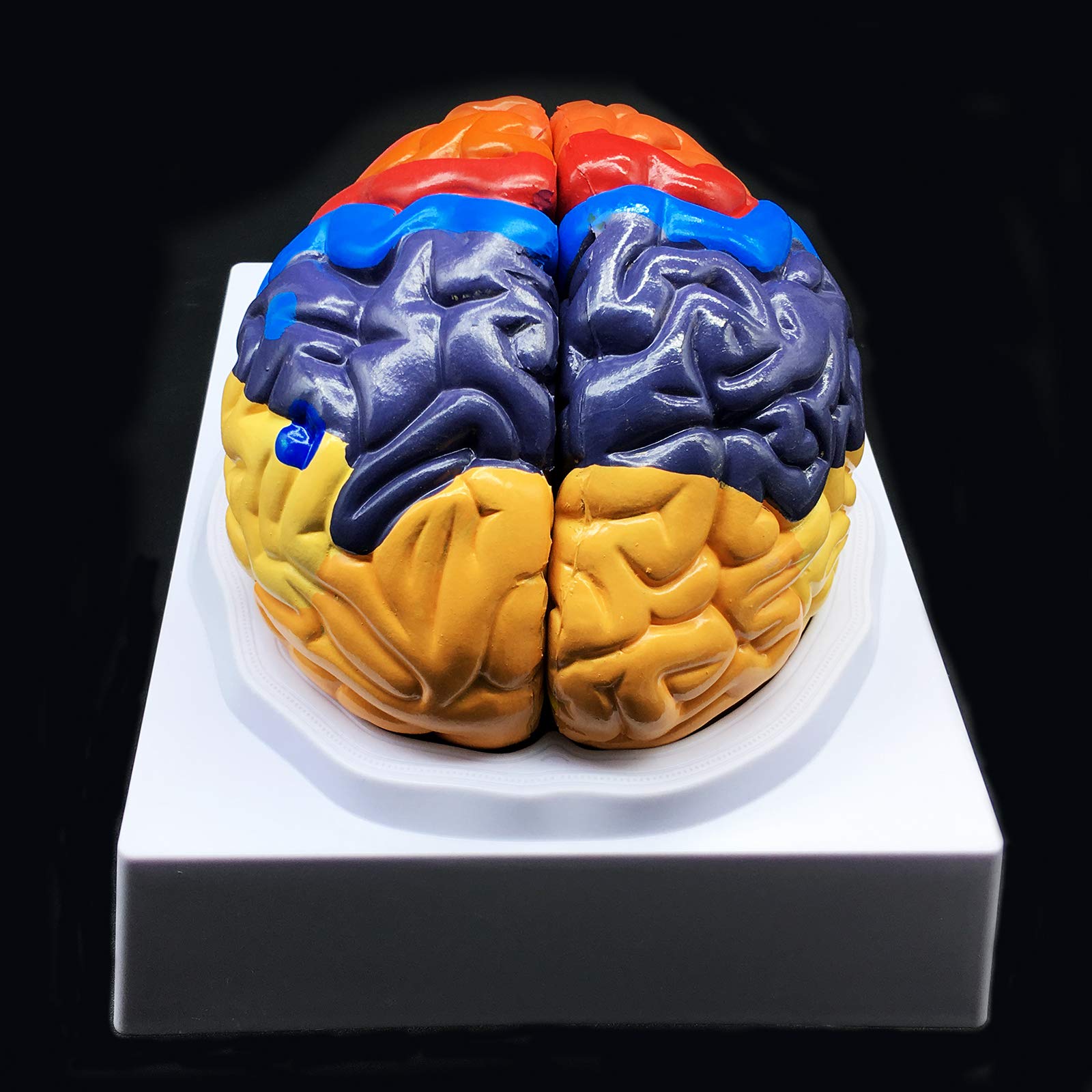 Mua Human Brain Model,Color-Coded Partitioned Brain，2 Parts ...