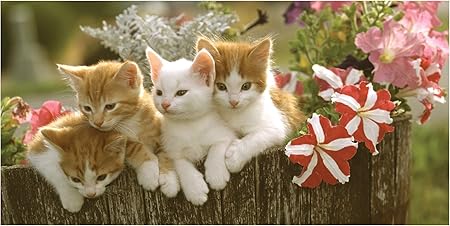 LimeWorks Drap de Bain, 70x140 cm, Motif Chats Chatons Mignons ...