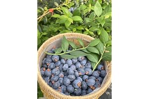BUGGYBEDS 500pcs Heirloom Blueberry Seeds – Delicious, Nutrient-Dense Berries Friut| Perennial, Ideal for Pots or Raised Beds