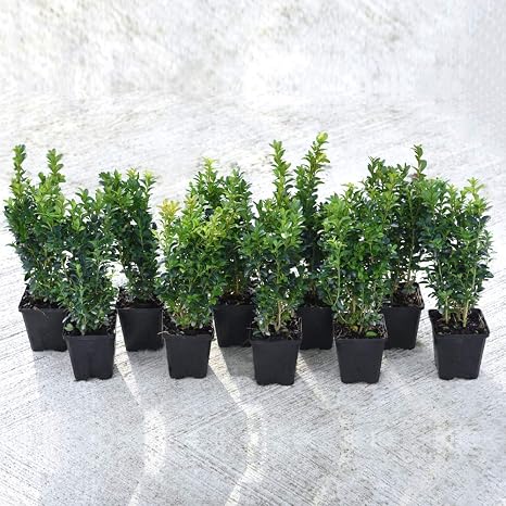 Buxus Plants Hedging Shrub Hardy Evergreen Topiary For Outdoors Patio Containers 10 X Buxus Sempervirens Box Plants In 9cm Pots By Thompson And Morgan Amazon Co Uk Garden Outdoors
