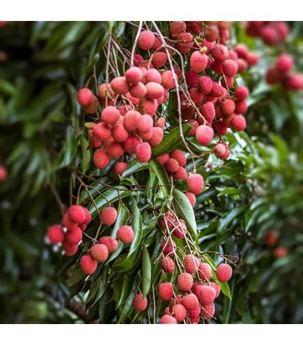 Amazon.com : Lychee Seeds for Growing Tropical Fruit Plants, Non-GMO (30) :  Patio, Lawn & Garden