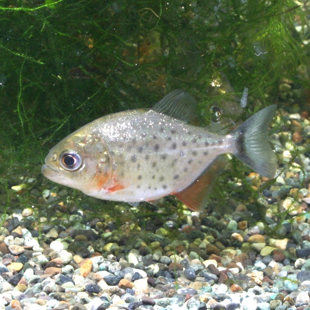 Amazon ピラニアナッテリーsサイズ ５匹 ４匹 補償１匹 セット