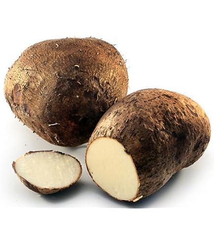 【YAM】 Amazon.com: 2.5 LBS Forest Corner Fresh Japanese Mountain Yam