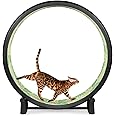 One Fast Cat - Cat Exercise Wheel - Gen. 7 - Safe 48" Diameter - Made in The USA - Black Wheel with Jungle Leaves Foam Traction Pads and Solid Black Inline Wheels