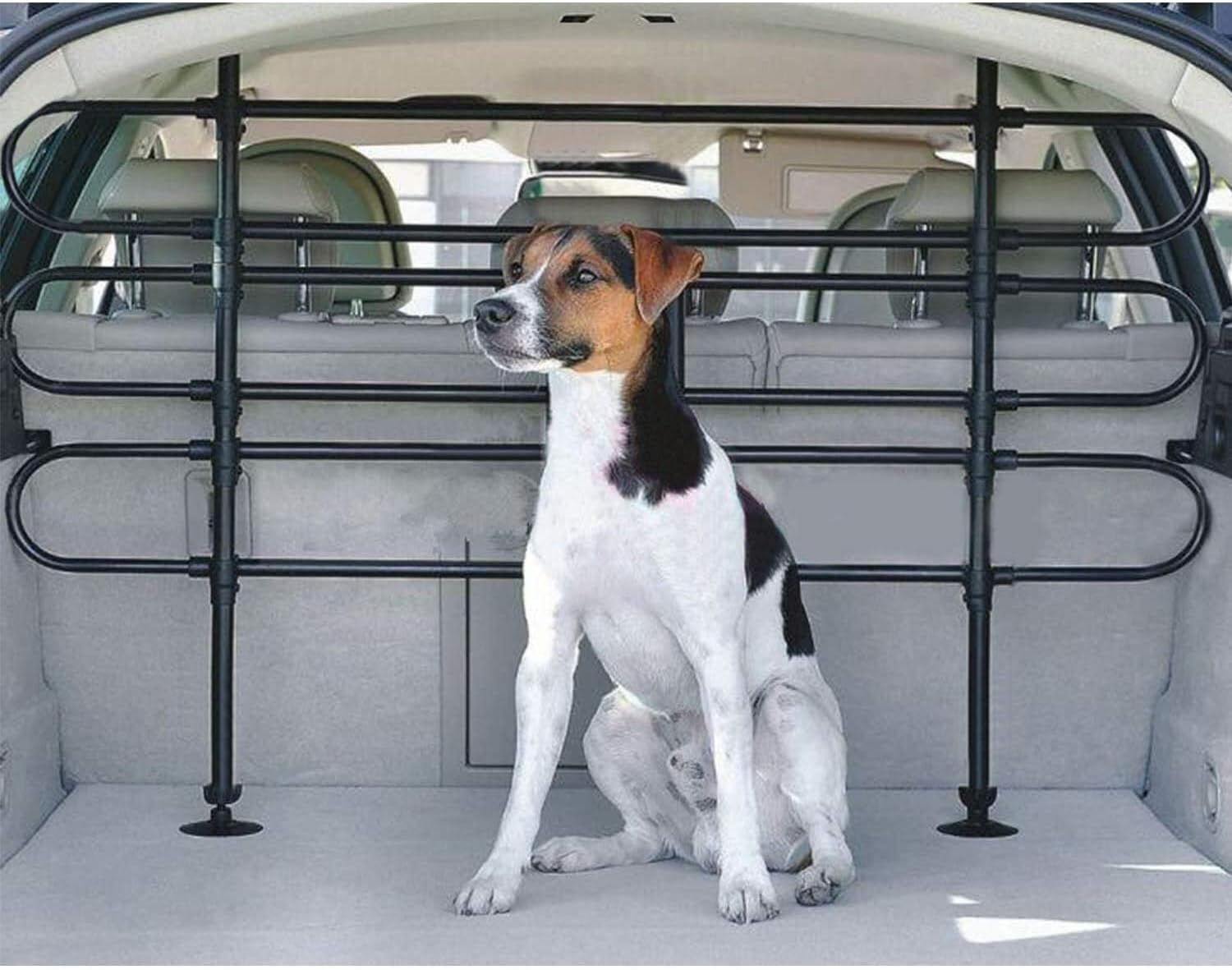 king charles spaniel difference cavalier