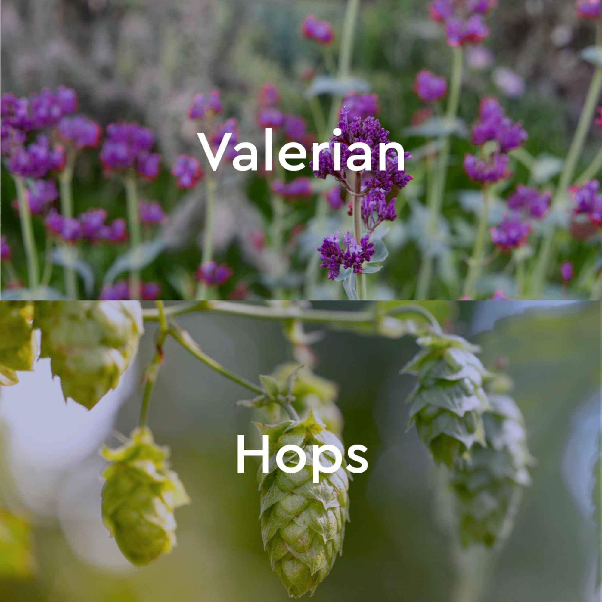 Kneipp Dream Away Valerian & Hops Bath Oil - Good for Unwinding Before Bed - Vegan - 3.4 fl oz - Up to 10 Baths