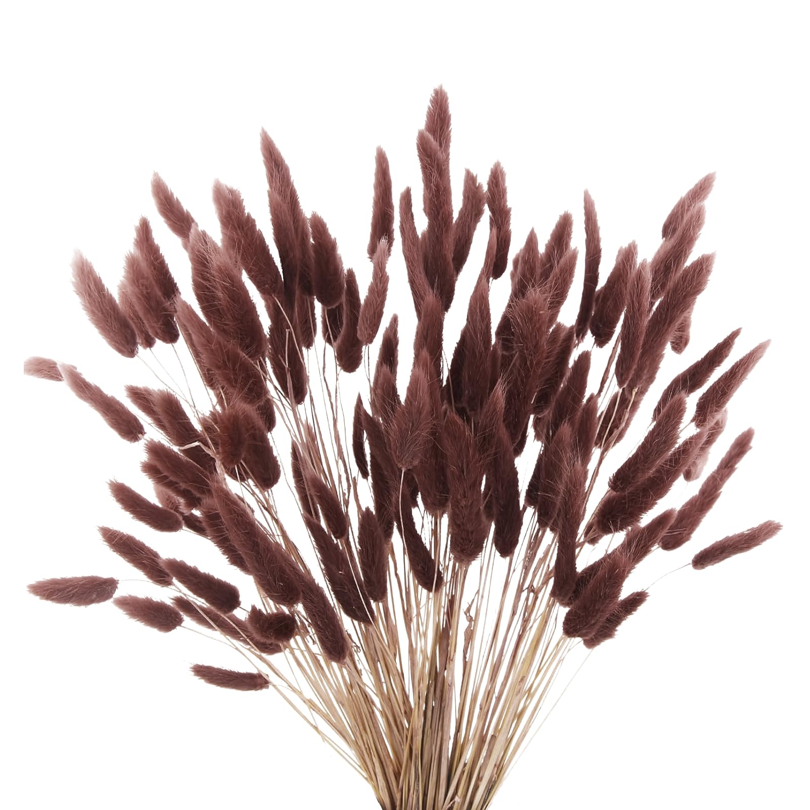 Photo 1 of 120pcs Dark Brown Bunny Tails Dried Flowers, 17" Ancora Red Brown Flowers Bulk Pampas Grass Bunny Tail Grass Rabbit Tail Grass Dried Floral Arrangements Dark Grass for Fall Home Decor Boho Wedding