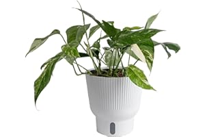 Costa Farms Albo Variegated Pothos Live Plant in Self Watering Pot, Air Purifying Indoor Houseplant, Perfect for Home, Room, or Office Decor, Great House Warming or Birthday Gift, 12-18 Inches Tall