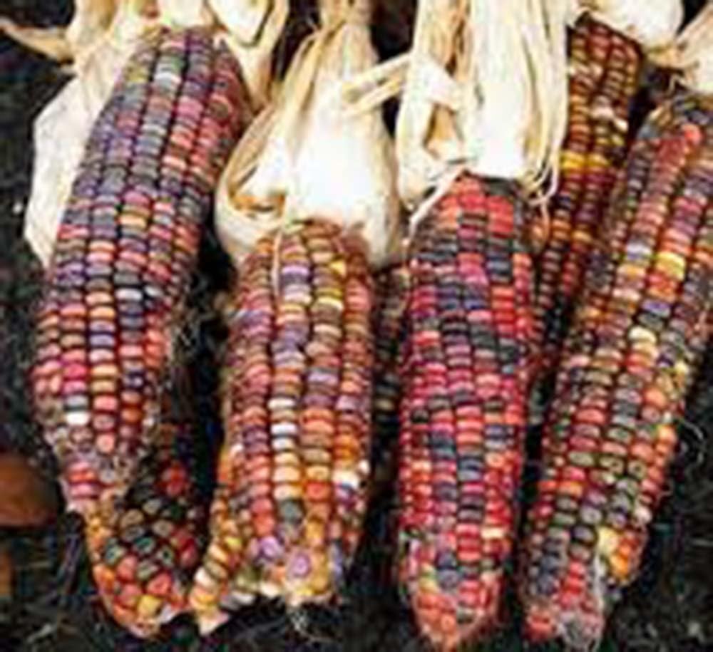 Corn Seed Garden Collection, Non GMO, Heirloom, Seeds, 6 Top Varieties, Country Creek Acres