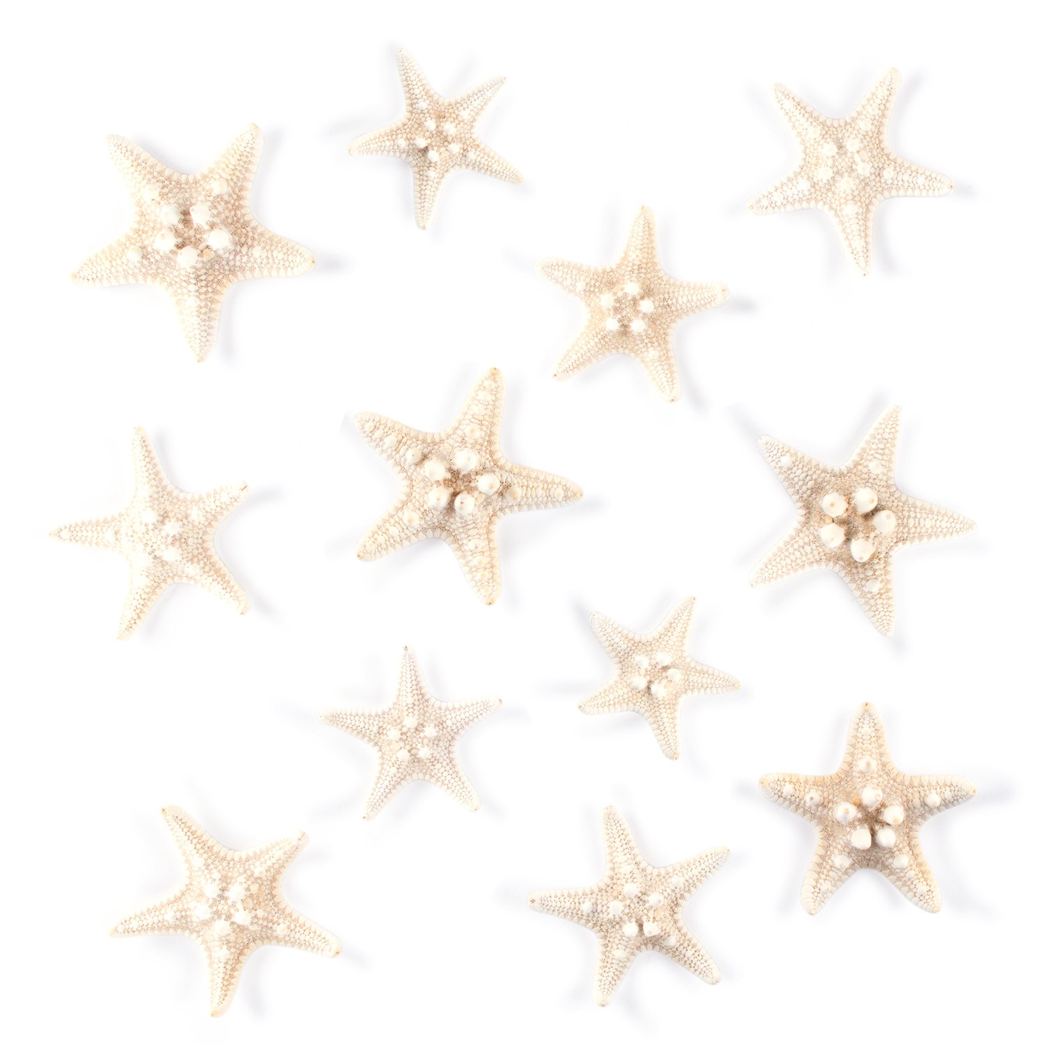 Photo 1 of Super Z Outlet Starfish Natural Knobby Mini Beach Sea Stars for Wedding Seashell Crafts (12 Piece)