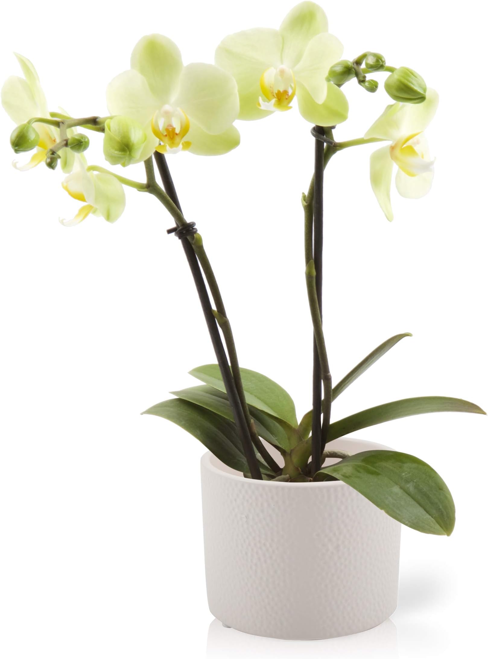 Color Orchids AMZ1201LUNWH2Y Phalaenopsis, Yellow