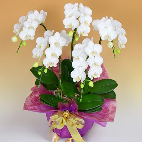 Amazon 胡蝶蘭専門店はなやか 胡蝶蘭 白ミディ 5本立ち ギフト 生花 生産直売 ラッピング 札は ギフトの設定 をしてください 造花 オンライン通販