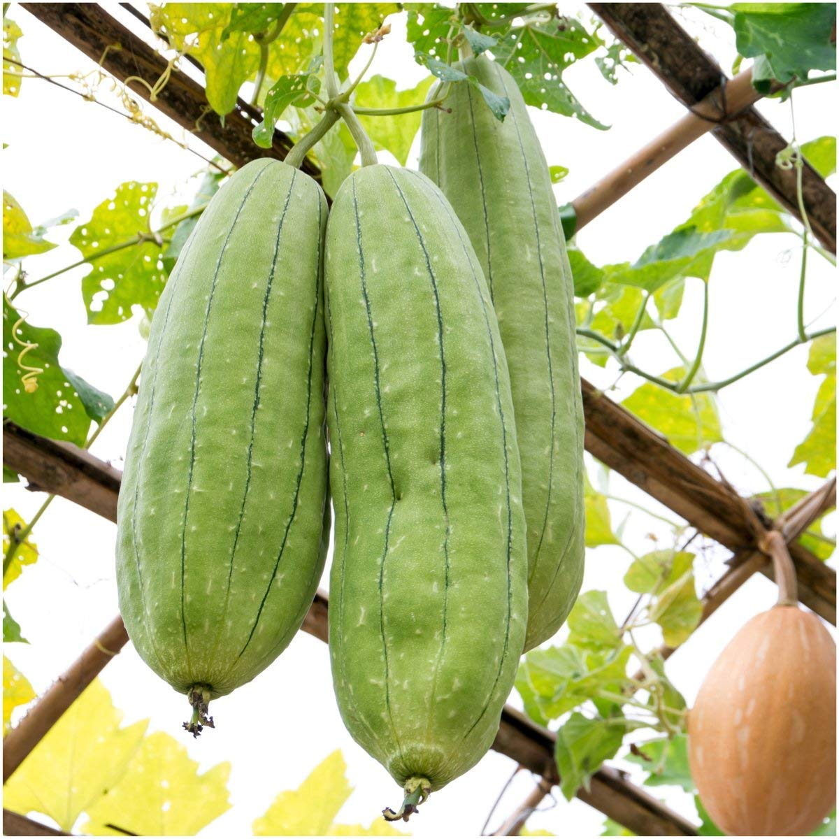 Seed Needs, Luffa Gourd (Luffa aegyptiaca) Twin Pack of 45