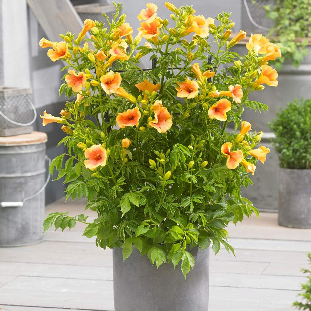 Trumpet Vine Campsis radicans 'Judy' in a 1L Pot Amazon.co.uk Garden