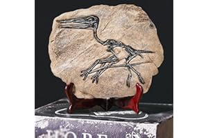 LAGOM HOUSE Resin Dinosaur Fossil Decor Dinosaur Statue Dinosaur Skull Model Trex Skull Replica Dinosaur Fossil Decor for Bookshelf/Desktop/Shelf Display (t rex Skeleton Model) (Dinosaur Skeleton)