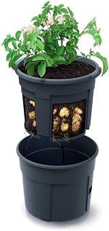 Prosperplast Potato Grower Planter Anthracite 39.2x31.6x31.6cm view 2