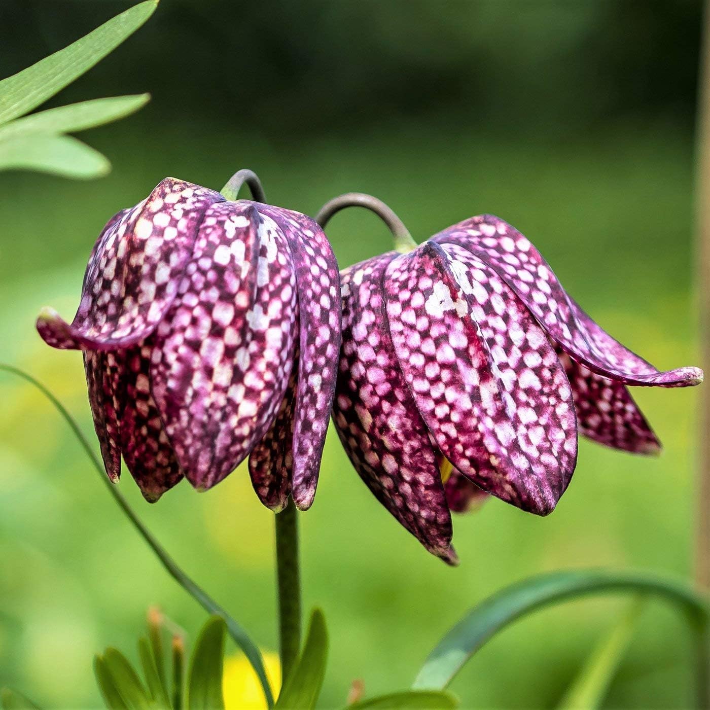 Fritillaria Meleagris Bulb"Snake'shead fritillaria, white