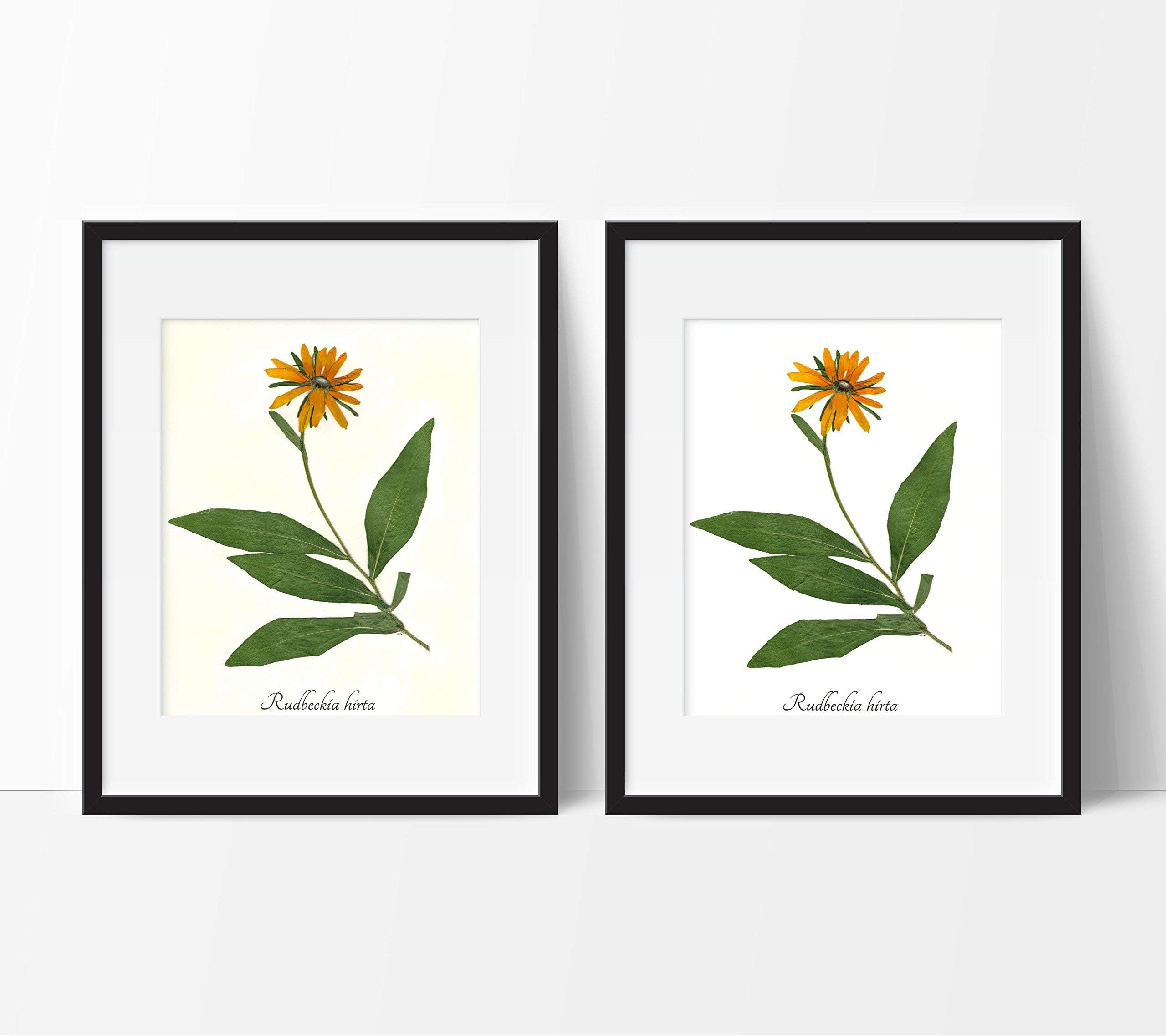 Black Eyed Susan Botanical Print - Pressed Flower Herbarium Print - Flower Print Wall Art