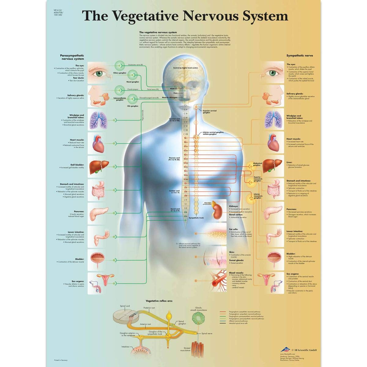 3B Scientific VR1610UU Human Anatomy The Vegetative Nervous System Chart, Paper Version