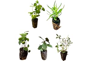 BELLAWOOD HORTICULTURE 5 Live Herb Plants Seedling Plug Size –Thyme, Sage, Oregano, Peppermint & Rosemary | Ready-to-Plant Garden Starter Plugs (Not Potted)
