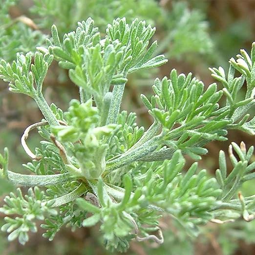 Amazon 蚊よらずハーブ アルテメシア サザンウッド 品種で選べるハーブ苗9cmポット 3個セット オーストラリアでは蚊が嫌がる植物として 有名です 細く青みがかったシルバーリーフを肌にこすりつけたり 切り口から出る樹液を使います 虫除けのハーブとして有名