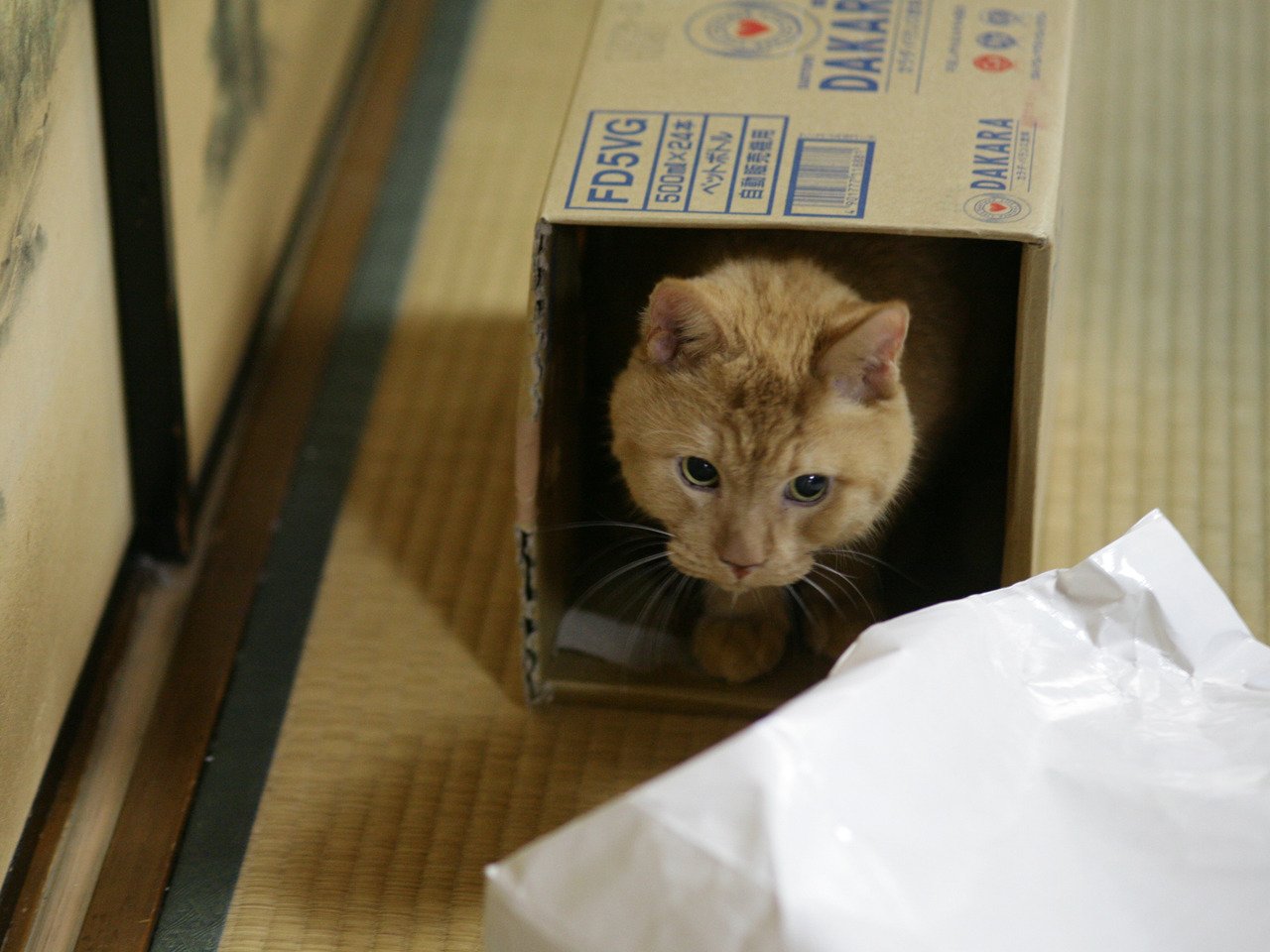 Amazon Co Jp ドラマ版ねこばんを観る Prime Video Amazon Co Jp ドラマ版ねこばんを観る Prime Video