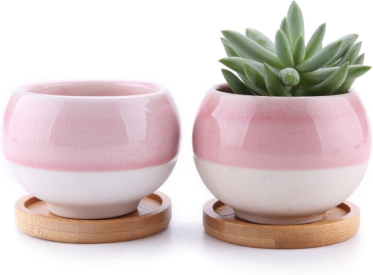 The 15 Best Pots for Succulents of 2023 Best Garden Tips