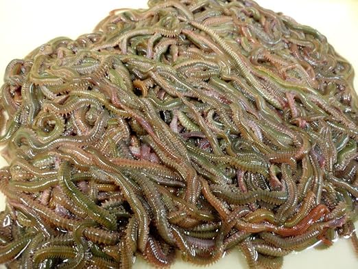 マダイの投げ釣り仕掛けは釣り入門に最適 その仕掛けを詳しく解説 Fish Master フィッシュ マスター