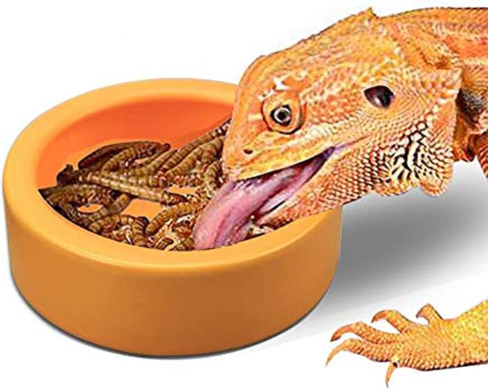 The Best No Escape Worm Feeder Food Bowl Plastic
