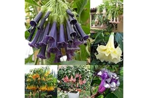 Seeds Package: 18 : 100Pcs/Bag Brugmansia Seeds Seed Bonsai s Angel Flower Ehe8 02