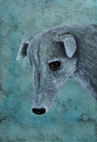 galgo spanish greyhound