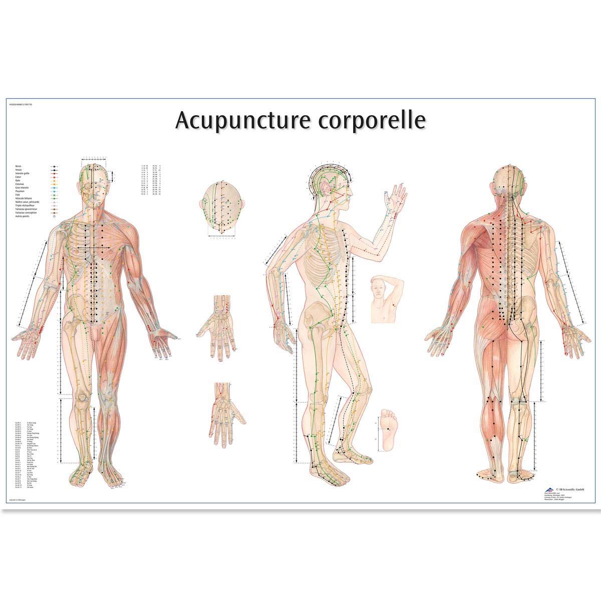 3B Scientific VR2820UU Anatomical Chart "Acupuncture Corporelle", Paper Version — image 1