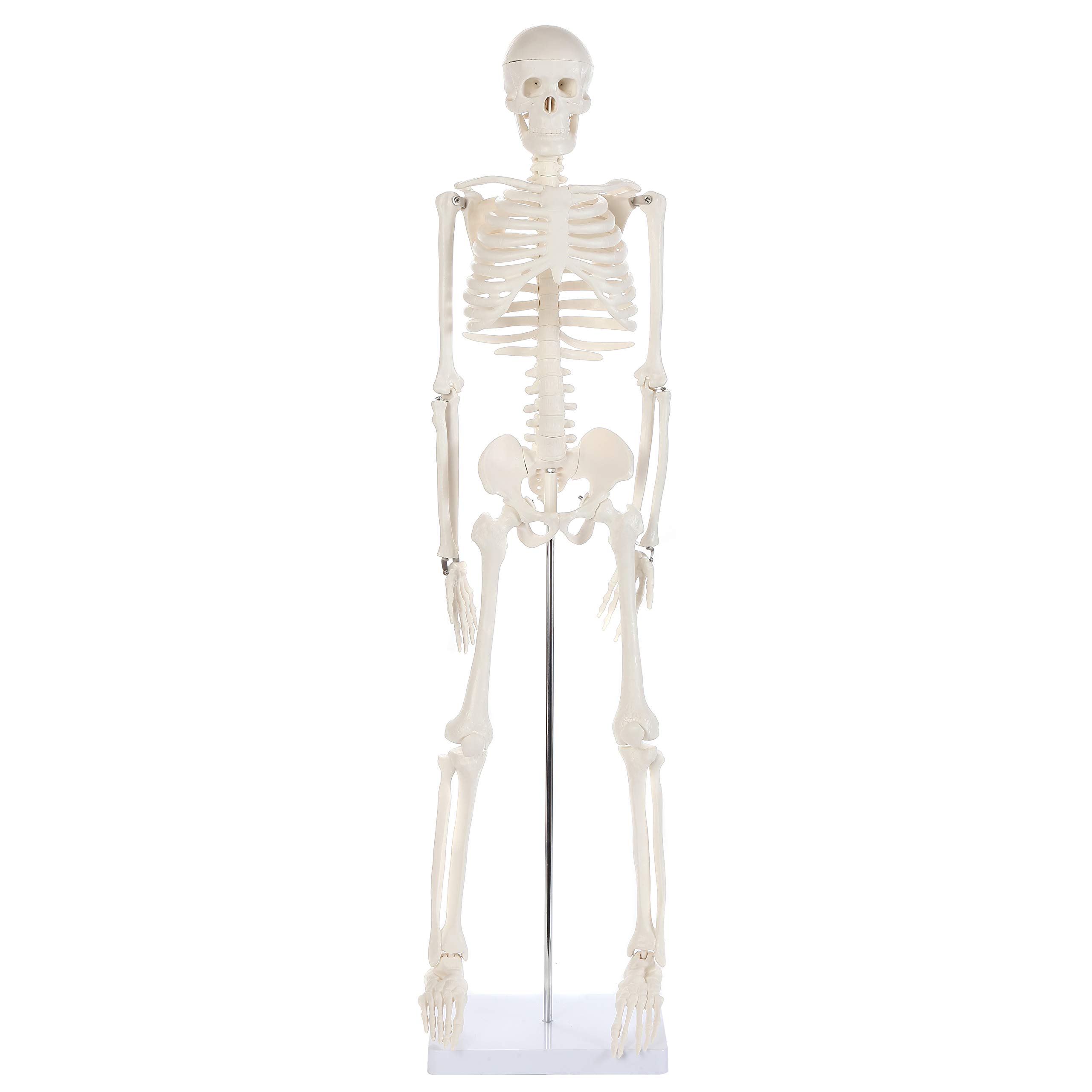 Anatomy Lab Human Skeleton Model, 34" Mini Skeleton Replica Mounted to Base for Display, with Removable Skull Cap, Movable Arms and Legs, and Details of Human Bones