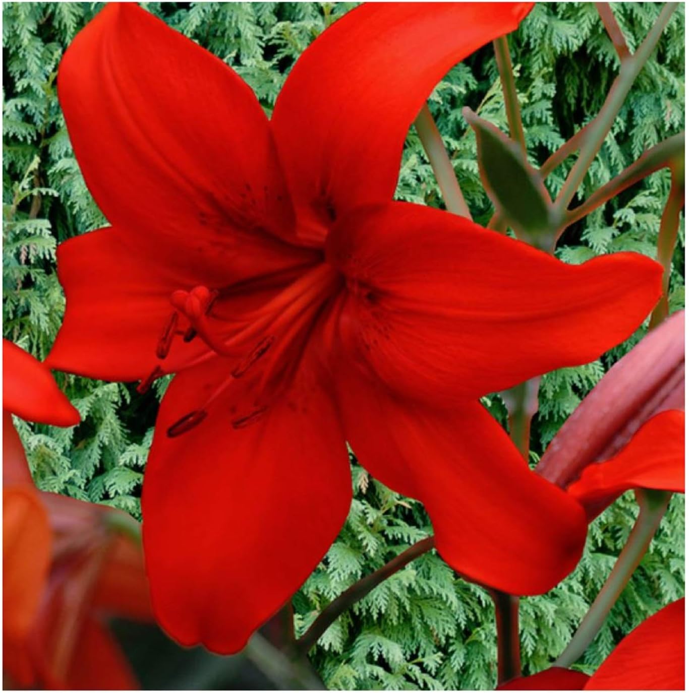 2x Asiática Lirio Rot-Lilie F1 Cebolla Tubérculos - - K-ZK83 ...