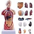 breesky 10.5inch Medical Torso Human Body Model Anatomy Doll 15 Removable Parts Education Organs Model for Teaching Study Class Students