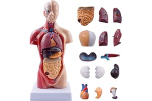 breesky 10.5inch Medical Torso Human Body Model Anatomy Doll 15 Removable Parts Education Organs Model for Teaching Study Class Students