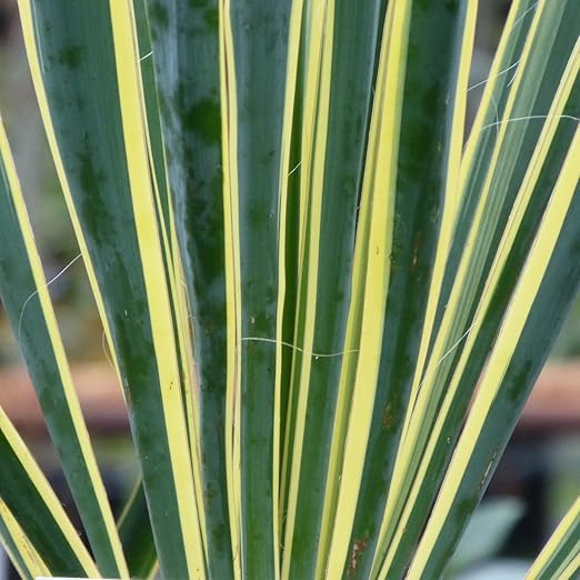 Can A Yucca Plant Live Outside Uk Hardy Outdoor Yucca Plant Yucca Bright Edge 20 Cm Pot Amazon Co Uk Garden Outdoors