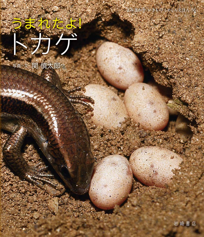 うまれたよ トカゲ よみきかせいきものしゃしんえほん 36 関 慎太郎 本 通販 Amazon
