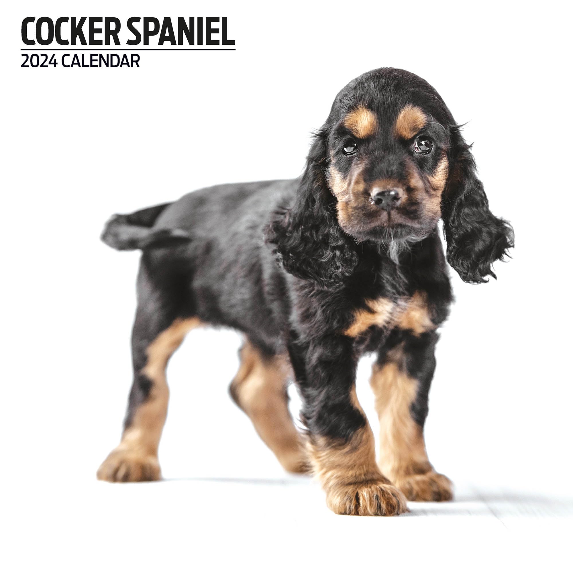 Cocker Spaniel Modern 2024 Calendar
