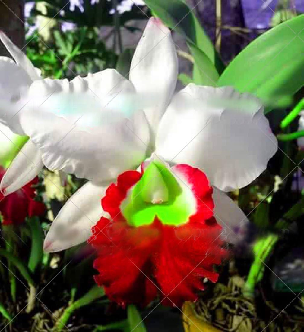 50pcs Rare Giant Orchid Seeds phalaenopsis Orchid Indoor Miniature Garden Bonsai Flower Seeds Orchid Pot Home Garden Plant