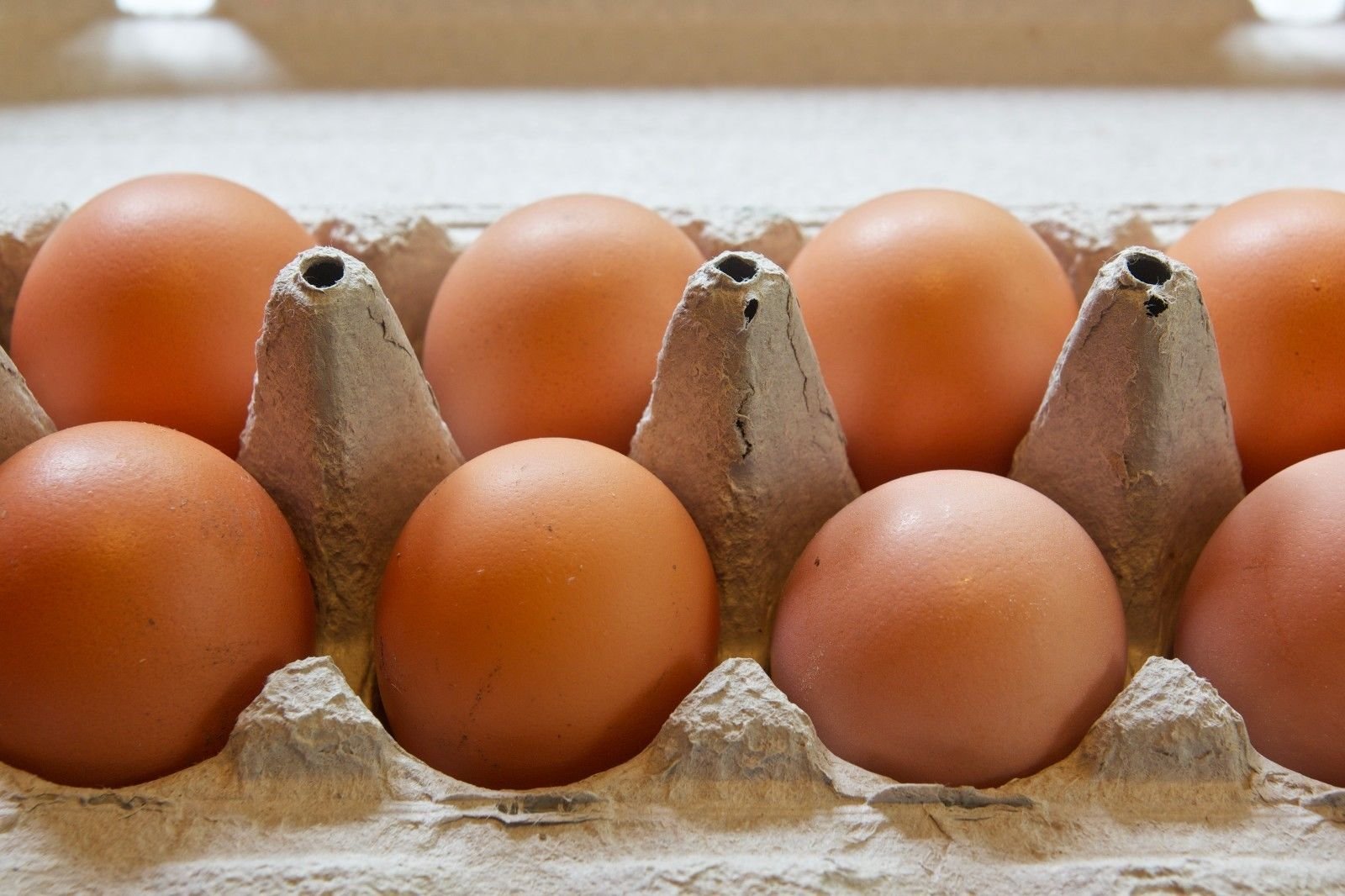 Fertile Hatching Eggs Buy Online in United Arab Emirates at desertcart.ae. ProductId 31909293.