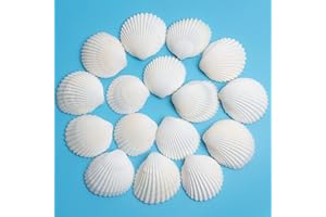 QEQEKAKA 30PCS Sea Shells 1.5''-2'' White Small Sea Shells, for Shells for Crafts, Crafts DIY Painting Beaching Wedding Decoration, Beach Natural Shells Bulk