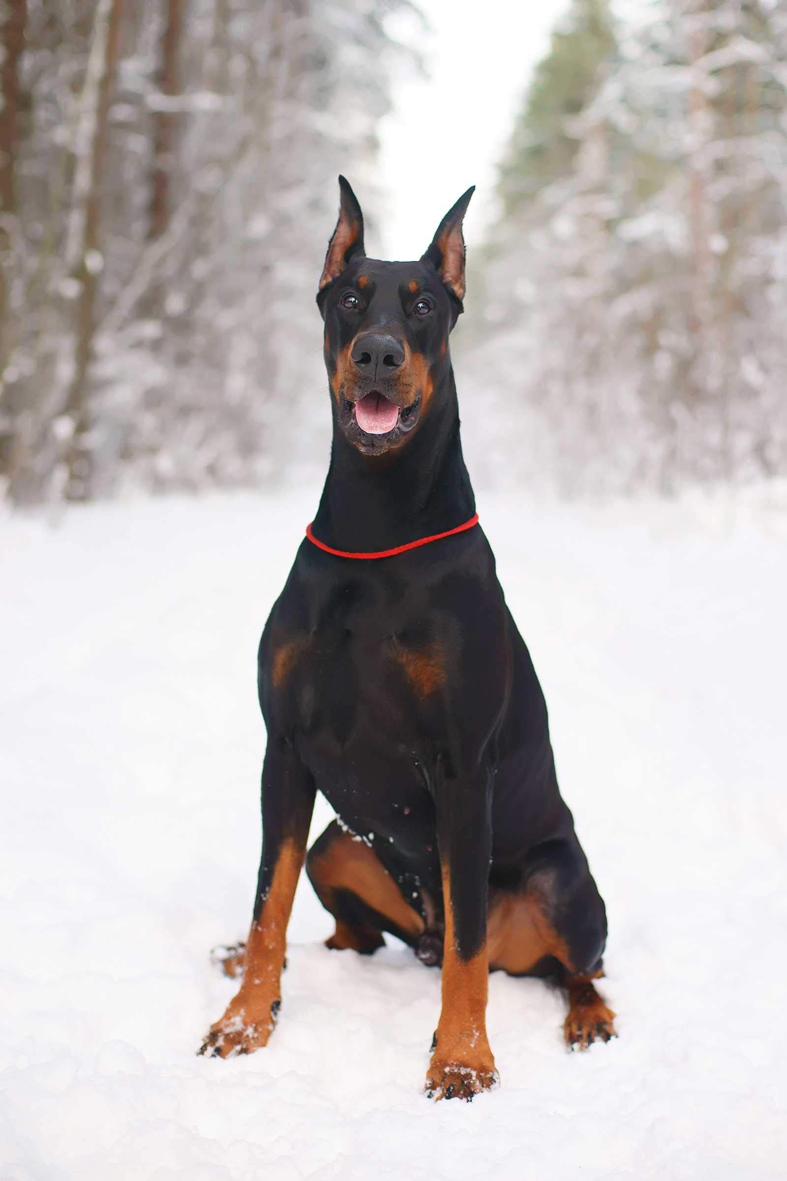 Puzzle 500 Piece for Adult Snow Doberman Art Paintings
