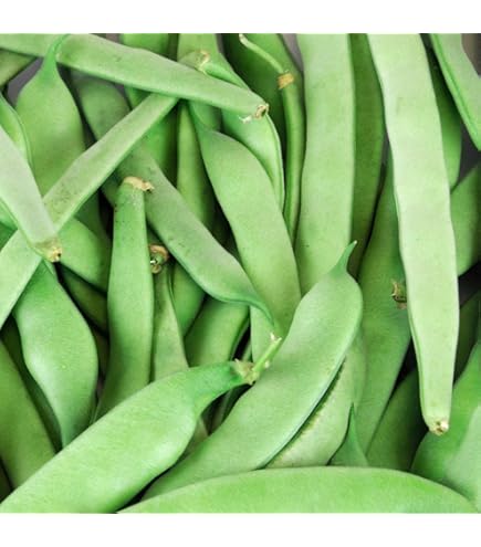 50 Semillas De Verduras Italianas Roma Phaseolus Vulgaris