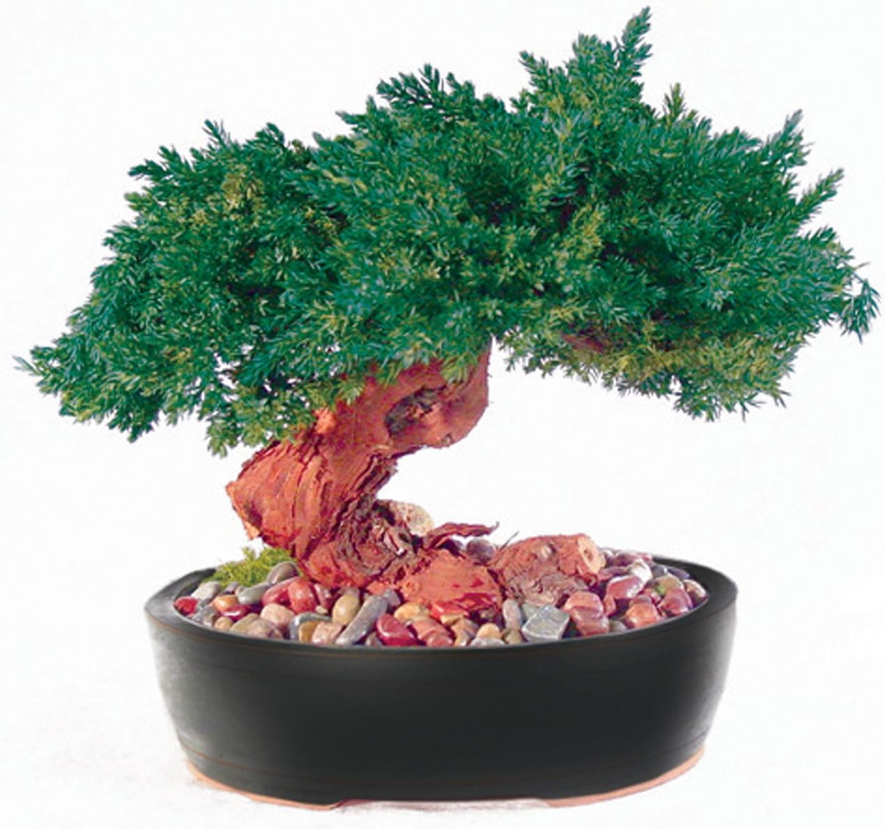 Forever Green Art Preserved Monterey Bonsai, Single