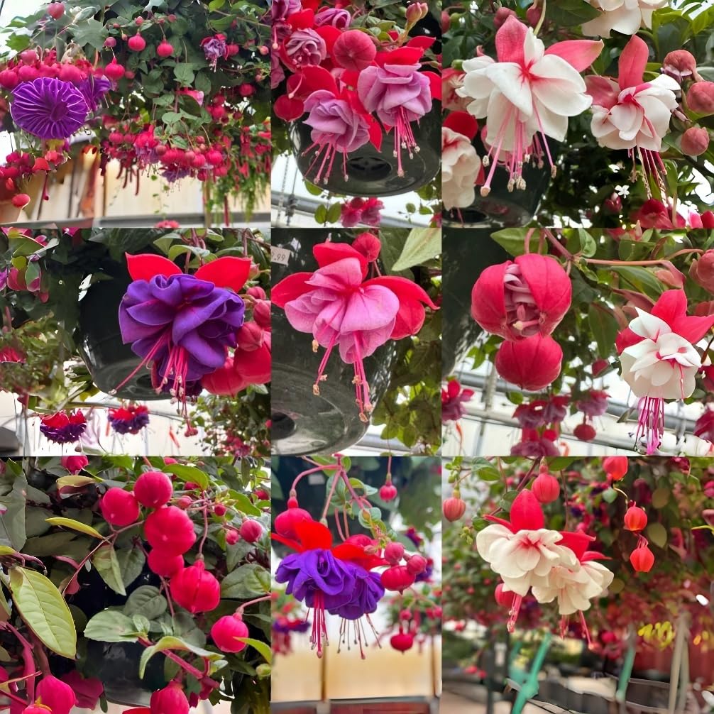fuchsia plant seeds Flower Seeds