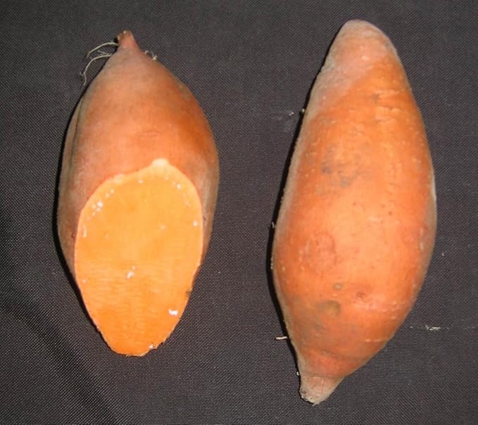 Sweet Potato Plants/Slips Jet, Fast