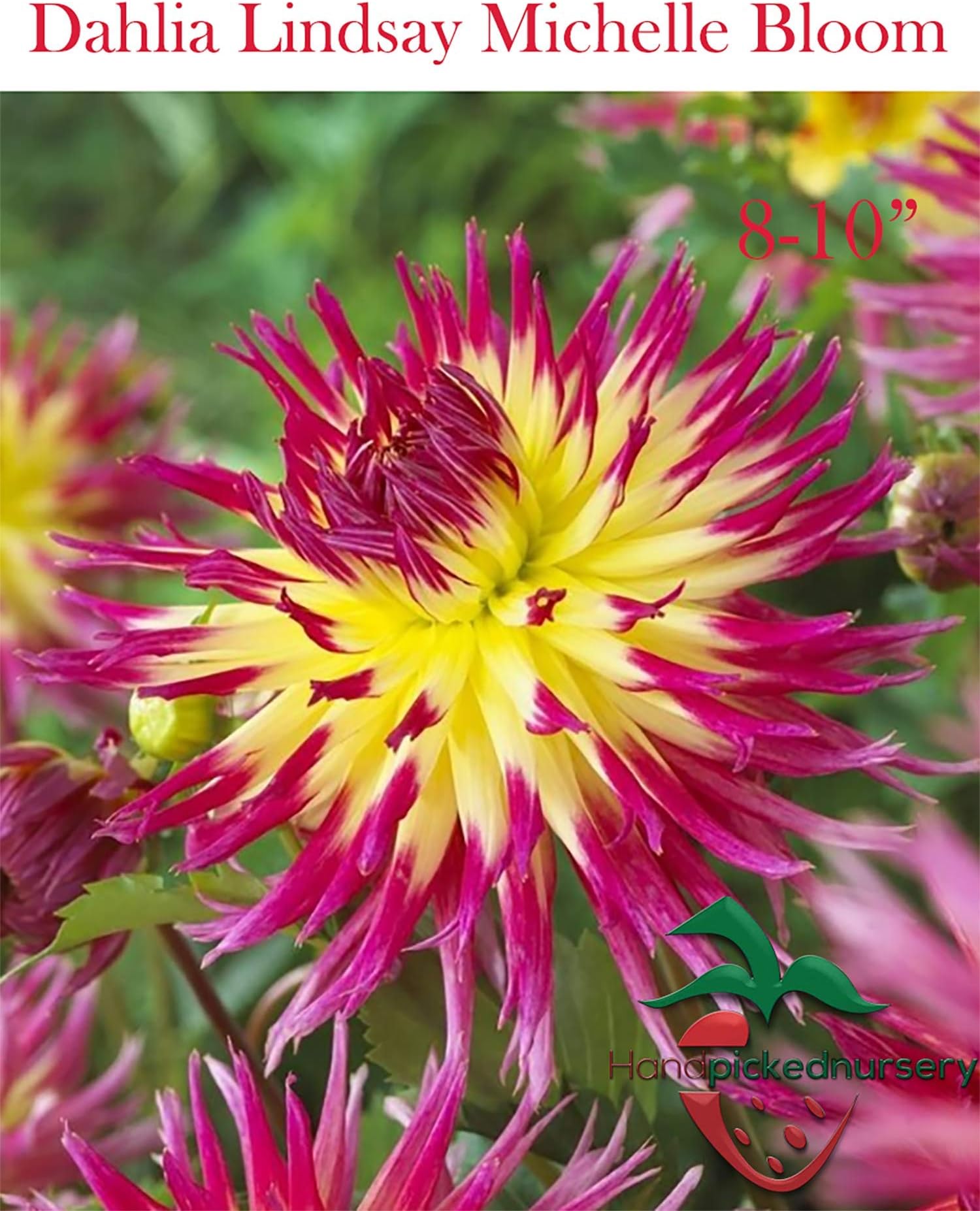 5 Cactus Dahlia Lindsey Michelle Tuber Bulb Clump, Perfect Mothers Day Gift, Giant Flower Blooms!